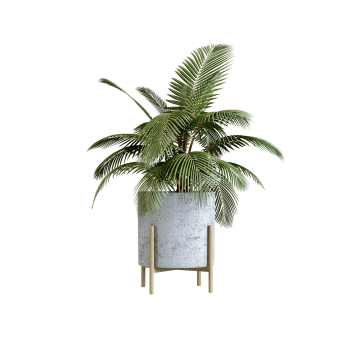 Indoor Plant 02