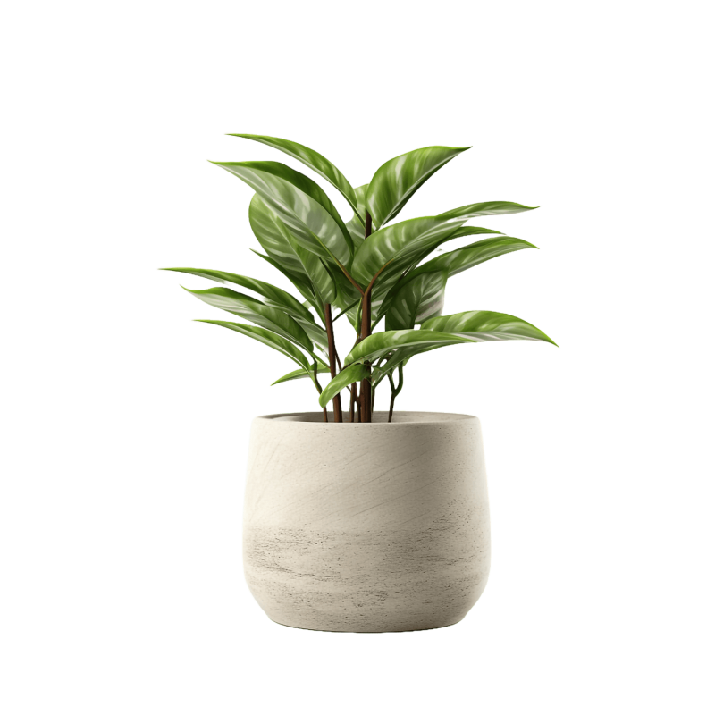 Indoor Plant 04