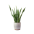 Plantas de interior