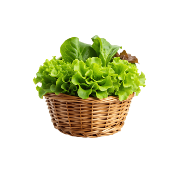 Lettuce